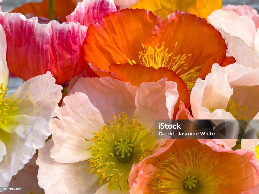Close up of colourful poppy bouquet Orange, pink and peach flowers in the afternoon sun Poppy - Plant Stock Photo