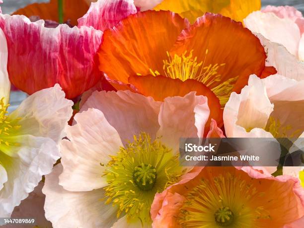 Close Up Of Colourful Poppy Bouquet Stock Photo - Download Image Now - Poppy - Plant, Pink Color, Arrangement