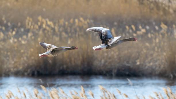 istock Geese flying over the reeds and the lake. 1447089969