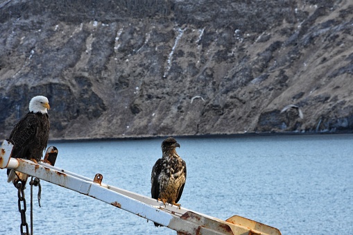 A golden eagle and bald eagle perching together on a metal ship lifter with sea and cliff in the background