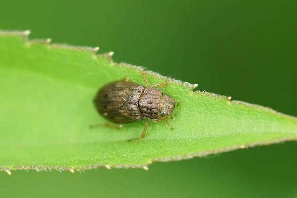 istock Closeup on a small Helophorus beetle sitting on a green leaf 1447090693