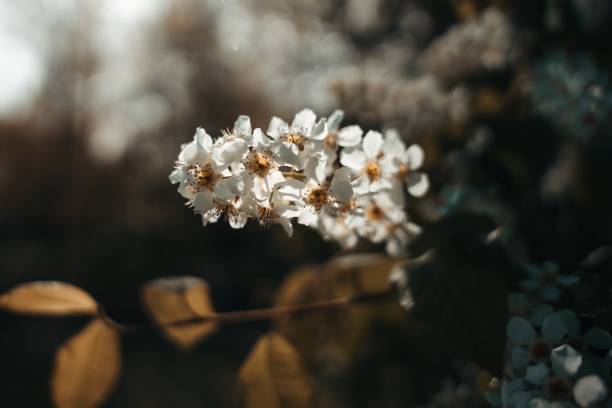 istock Closeup of a Bird cherry tree (Prunus padus) flowers against blurred background 1447090722