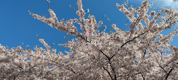 A panoramic shot of cherry blossoms