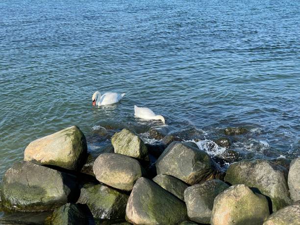 istock Rocky seashore with two swans swimming 1447091077