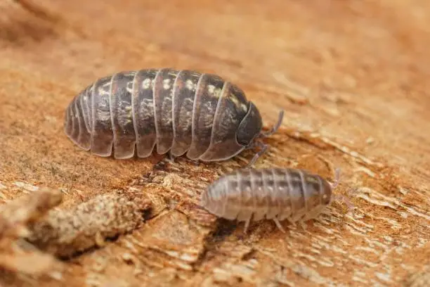 Closeup on common pill-bug woodlice, common pill-bug, Armadillidium vulgare, sitting on a piece of wood in the field