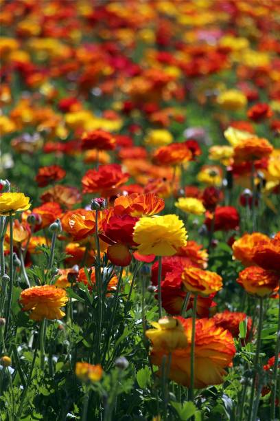 istock Persian buttercup flowers blooming in the daylight 1447091681