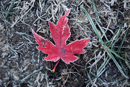 A closeup of a red frozen maple leaf on a dry grass in autumn