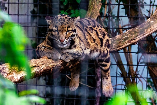 A closeup shot of a clouded leopard resting on a thick branch behind the wires