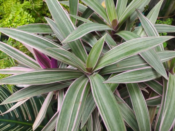istock Tradescantia spathacea plant 1447091805