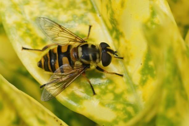 Soft and detailed closeup on a fresh emerged Deadhead hoverfly, Myathropa florea