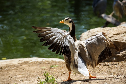A spotted-headed goose spreading its wings