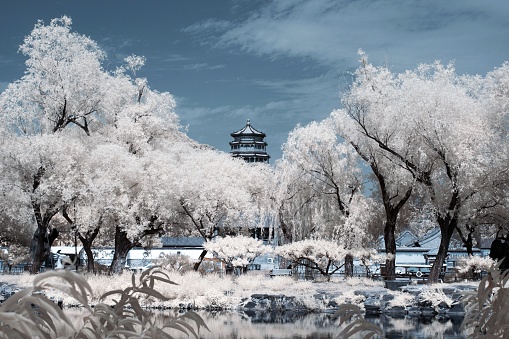 A view of the white trees in the summer palace in Beijing
