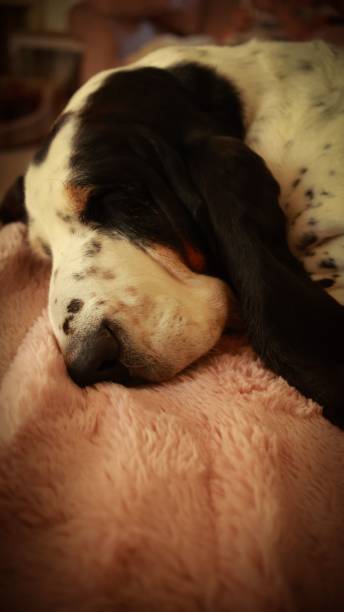 istock Black -white sleeping dog on a pillow 1447094160