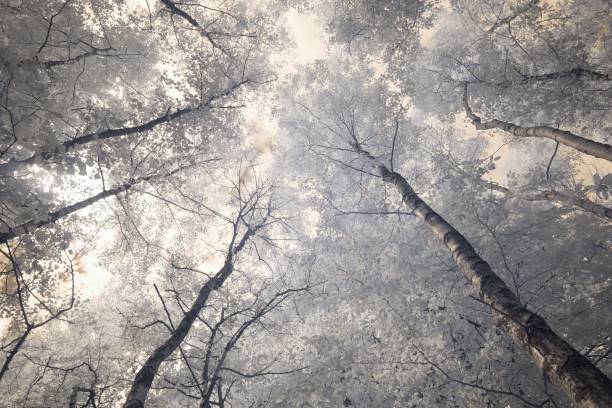 istock Greyscale low angle shot of tall trees 1447094237