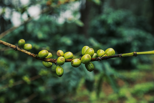Granos de café verde en el concepto de agricultura orgánica de árbol photo