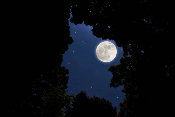 istock Looking up a full moon through the natural trees frame 1447095858