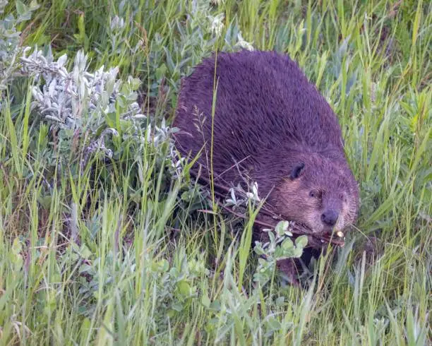 A wild adult beaver with a stick in its mouth on the riverside