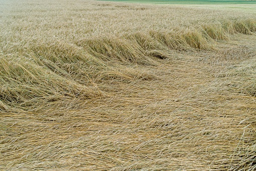 Wheat field flattened by rain, ripe wheat field damaged by wind and rain. Spain