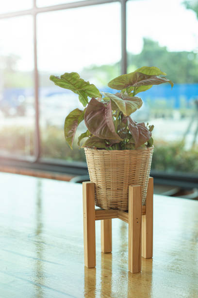 istock natural style coffee shop It is decorated with small trees. give a warm feeling 1447099190