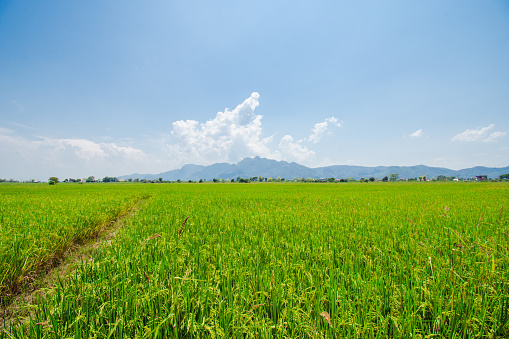 Green grassland blue grass on the farm Sky clouds cloudy backgrounds