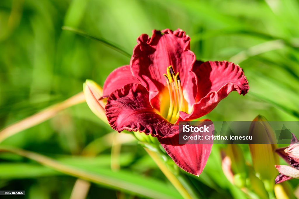 Vivid dark red Hemerocallis Siloam Paul Watts plant, know as daylily, Lilium or Lily plant in a British cottage style garden in a sunny summer day, beautiful background photographed with soft focus Dark Stock Photo