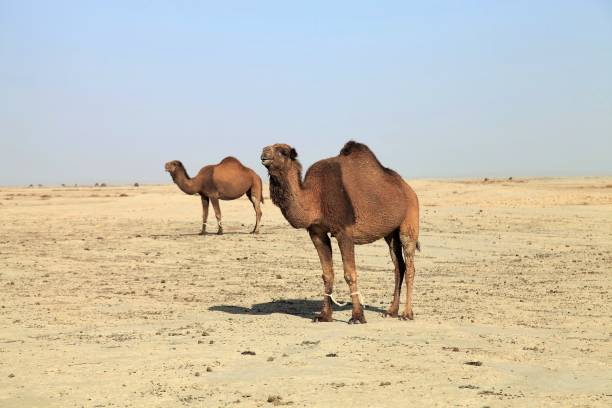 istock Camels wandering in the desert. 1447102485