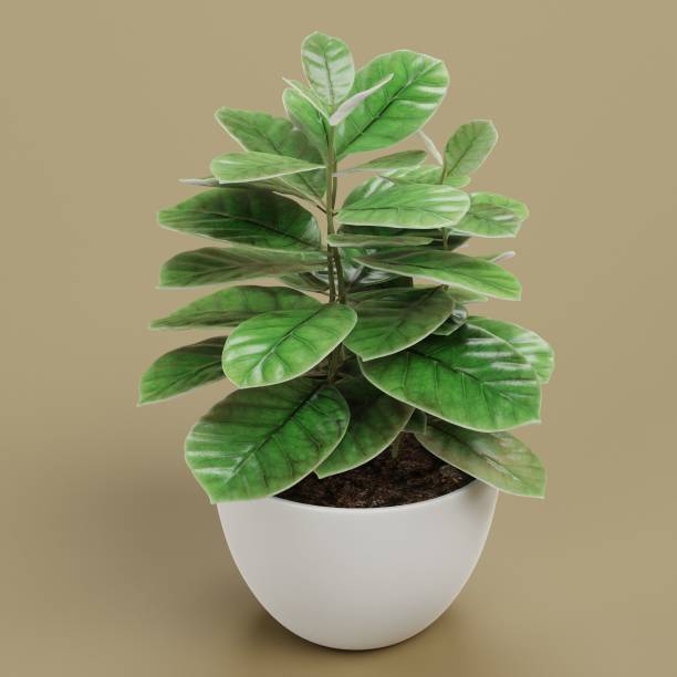 istock Realistic 3D Render of Coffe Plant in Pot 1447103547