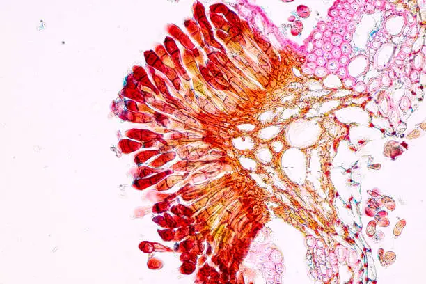 Slime molds, as a group, are polyphyletic under the microscope for education.