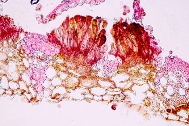 istock Slime molds, as a group, are polyphyletic under the microscope for education. 1447103572