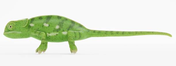 istock Realistic 3D Render of Flap Necked Chameleon 1447103577