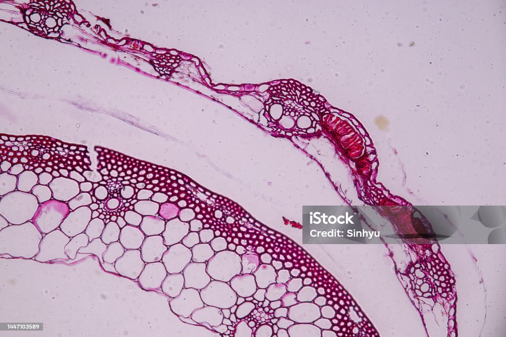Slime molds, as a group, are polyphyletic under the microscope for education. Fermenting Stock Photo