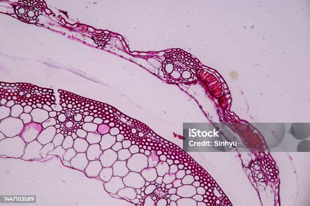 Slime Molds As A Group Are Polyphyletic Under The Microscope For Education Stock Photo - Download Image Now