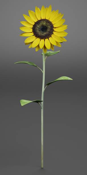 istock Realistic 3D Render of Sunflower 1447104178