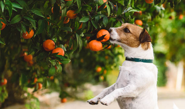 istock Dog sniffing mandarin on tree likes citrus fruits 1447104258