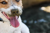 istock Closeup shot of dog's nose dirty after digging holes around beach. Funny concept for idioms and ideas about nose (e.g. Follow your nose, Keep you nose clean, Nose around) 1447104261