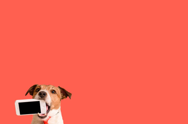 istock Dog holding in mouth smartphone with blank screen on solid color background 1447104268