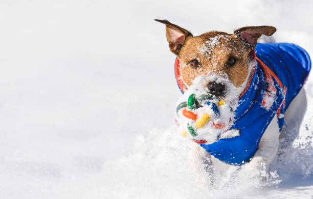 winter-nahaufnahme-porträt mit kopierraum von hund, der bunte spielzeugkugeln hält und im schnee läuft - snow dog walking running stock-fotos und bilder