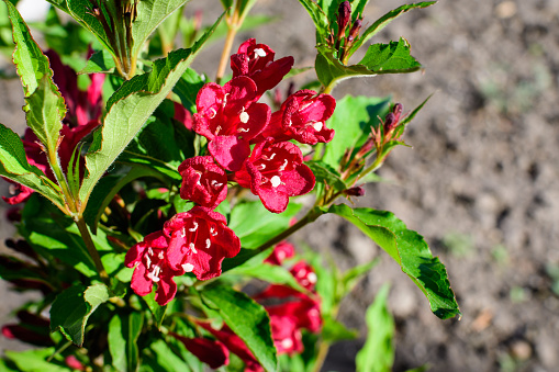 Close up of vivid dark red Weigela florida plant with flowers in full bloom in a garden in a sunny spring day, beautiful outdoor floral background photographed with soft focus