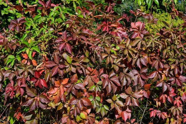 Photo of Minimalist monochrome background with many large red and green leaves o  Parthenocissus quinquefolia plant, known as Virginia creeper, five leaved ivy or five-finger, in a garden in a sunny autumn day