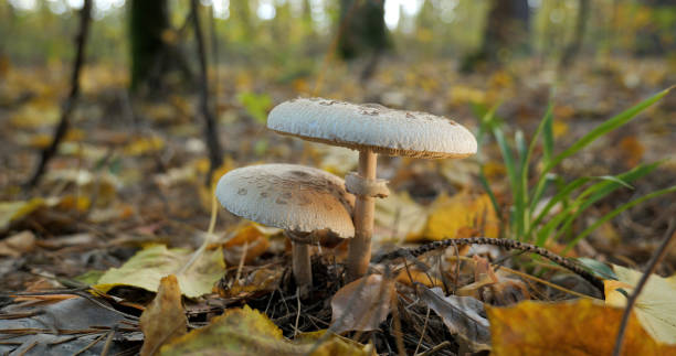 istock Macrolepiota procera mushroom in the forest 1447106271