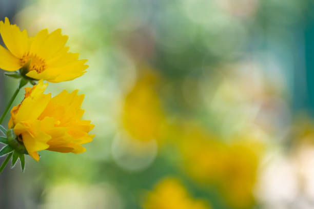 A showy perennial with sunny yellow flowers in suny garden
