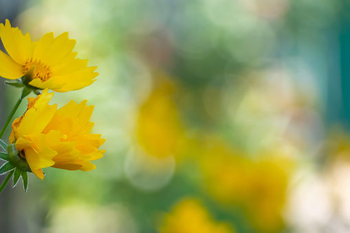 Yellow flower space soft focus and blurry background. Nature flower in garden using as cover page background natural flora wallpaper or template brochure landing page design