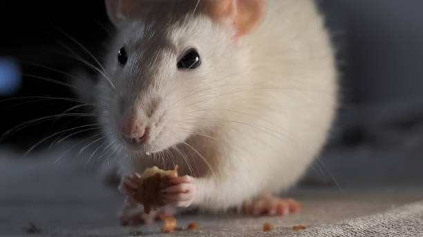 istock Domestic white rat eating the seeds 1447106399