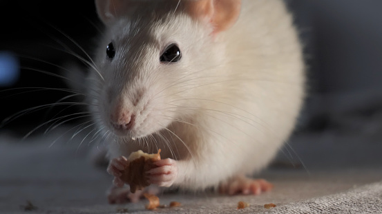Close-up of domestic white rat eating the seeds. 4K