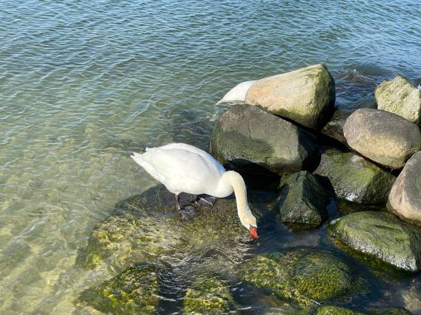 istock Rocky seashore with two swans swimming 1447106674