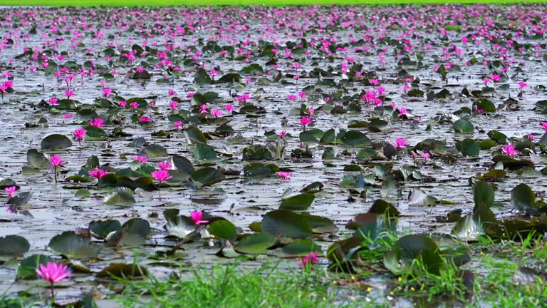 Water lily blooming season with beautiful purple flowers