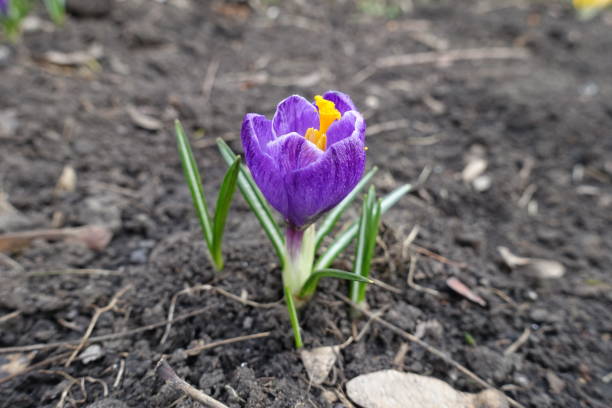 istock Bloom of purple Crocus vernus in March 1447108876