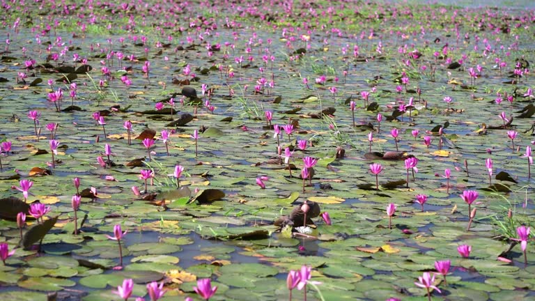 Water lily blooming season with beautiful purple flowers