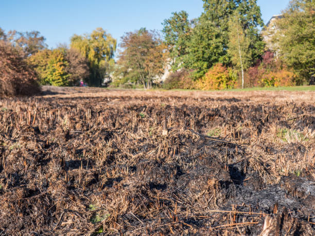 istock Field with horse manure for recycling 1447111854
