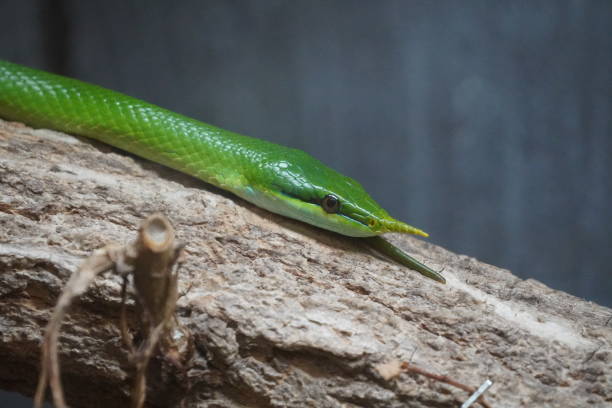 istock Rhinoceros rat snake 1447113304